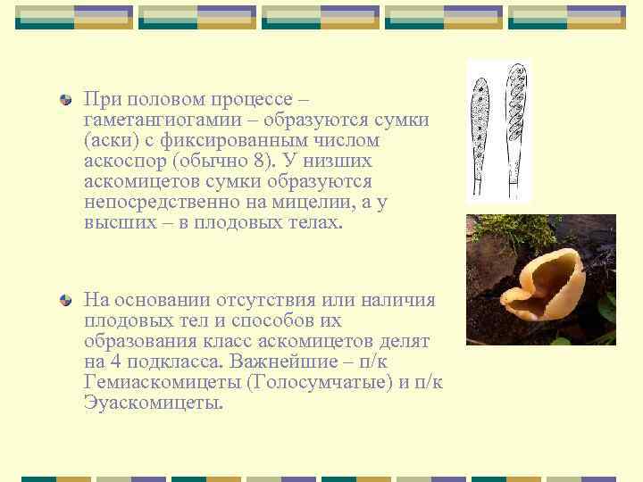 При половом процессе – гаметангиогамии – образуются сумки (аски) с фиксированным числом аскоспор (обычно