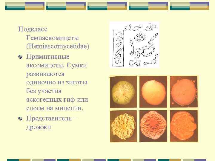 Подкласс Гемиаскомицеты (Hemiascomycetidae) Примитивные аксомицеты. Сумки развиваются одиночно из зиготы без участия аскогенных гиф