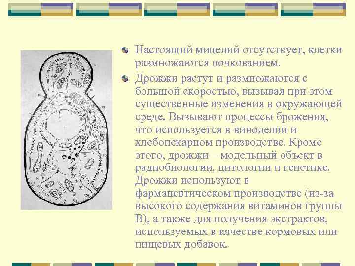 Настоящий мицелий отсутствует, клетки размножаются почкованием. Дрожжи растут и размножаются с большой скоростью, вызывая