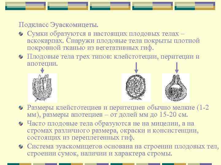 Подкласс Эуаскомицеты. Сумки образуются в настоящих плодовых телах – аскокарпах. Снаружи плодовые тела покрыты