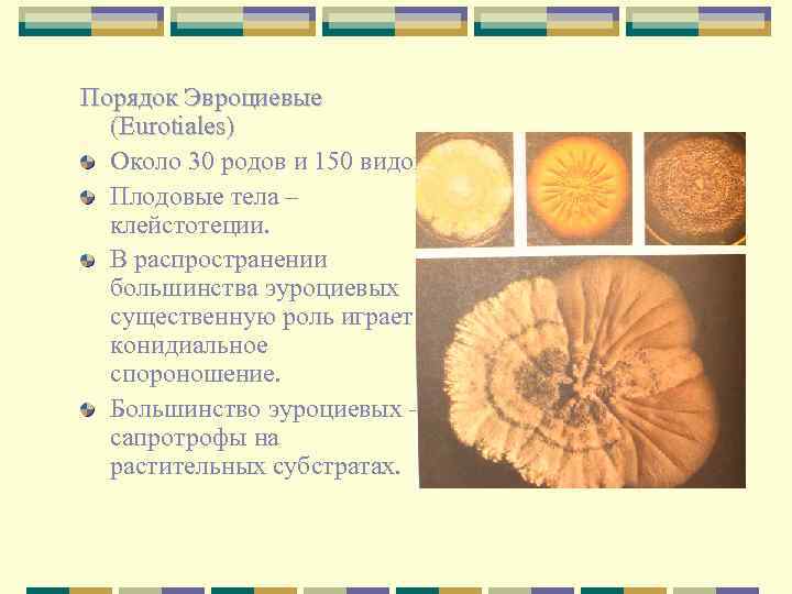 Порядок Эвроциевые (Eurotiales) Около 30 родов и 150 видов. Плодовые тела – клейстотеции. В