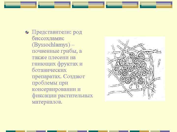 Представители: род биссохламис (Byssochlamys) – почвенные грибы, а также плесени на гниющих фруктах и