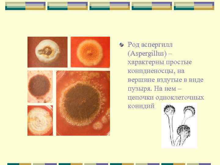 Род аспергилл (Aspergillus) – характерны простые конидиеносцы, на вершине вздутые в виде пузыря. На