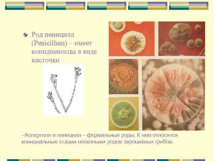 Род пеницилл (Penicillum) – имеет конидиеносцы в виде кисточки Аспергилл и пеницилл – формальные