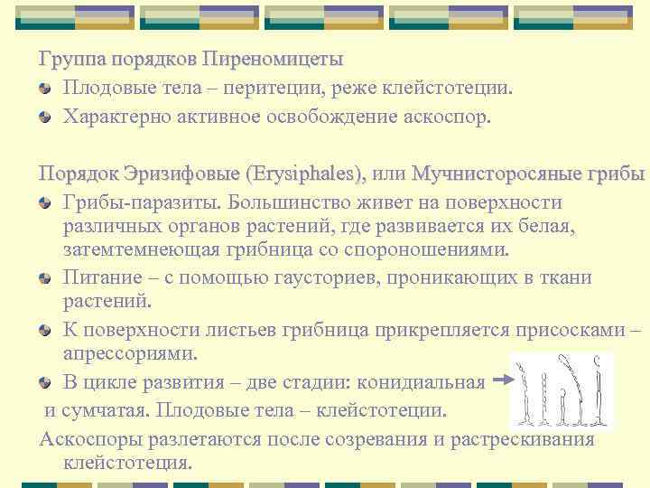 Группа порядков Пиреномицеты Плодовые тела – перитеции, реже клейстотеции. Характерно активное освобождение аскоспор. Порядок