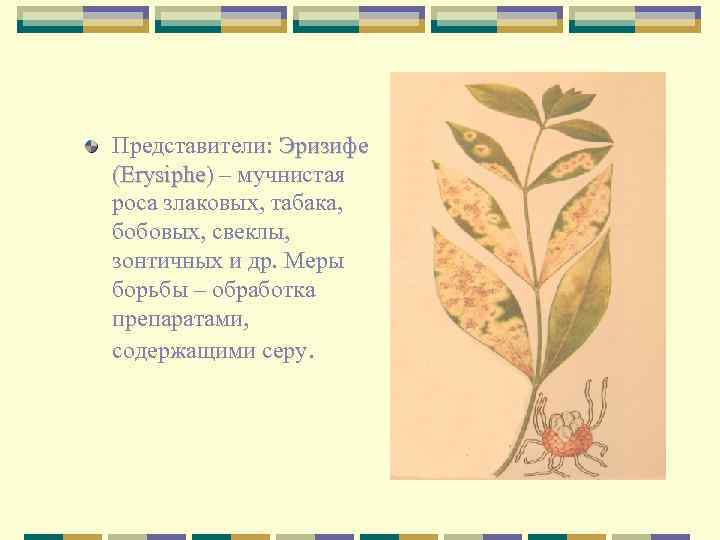 Представители: Эризифе (Erysiphe) – мучнистая роса злаковых, табака, бобовых, свеклы, зонтичных и др. Меры