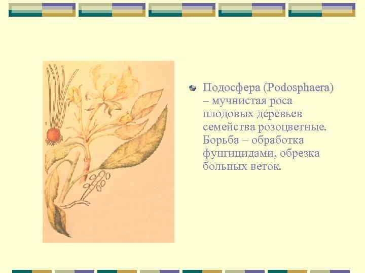 Подосфера (Podosphaera) – мучнистая роса плодовых деревьев семейства розоцветные. Борьба – обработка фунгицидами, обрезка