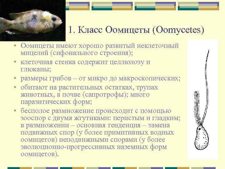 1. Класс Оомицеты (Oomycetes) • Оомицеты имеют хорошо развитый неклеточный • • мицелий (сифонального
