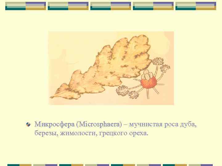 Микросфера (Microsphaera) – мучнистая роса дуба, березы, жимолости, грецкого ореха. 