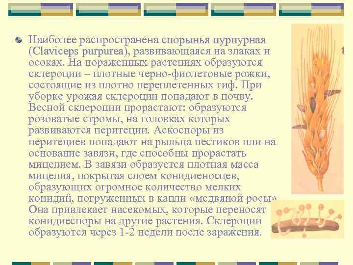 Наиболее распространена спорынья пурпурная (Claviceps purpurea), развивающаяся на злаках и осоках. На пораженных растениях