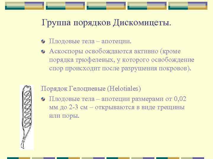 Группа порядков Дискомицеты. Плодовые тела – апотеции. Аскоспоры освобождаются активно (кроме порядка трюфелевых, у