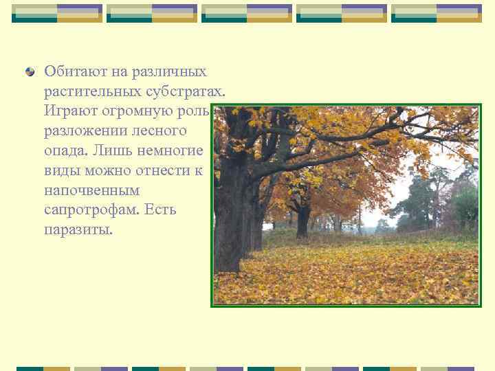 Обитают на различных растительных субстратах. Играют огромную роль в разложении лесного опада. Лишь немногие