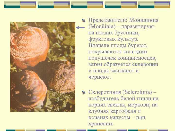 Представители: Монилиния (Monilinia) – паразитирует на плодах брусники, фруктовых культур. Вначале плоды буреют, покрываются