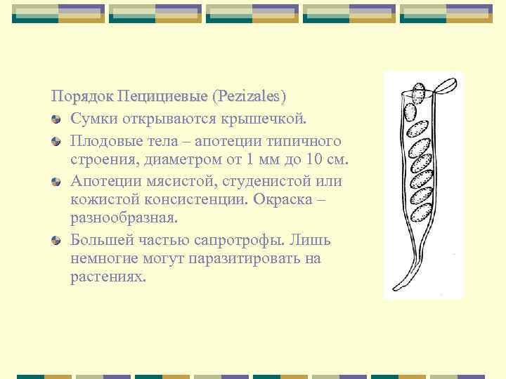 Порядок Пецициевые (Pezizales) Сумки открываются крышечкой. Плодовые тела – апотеции типичного строения, диаметром от