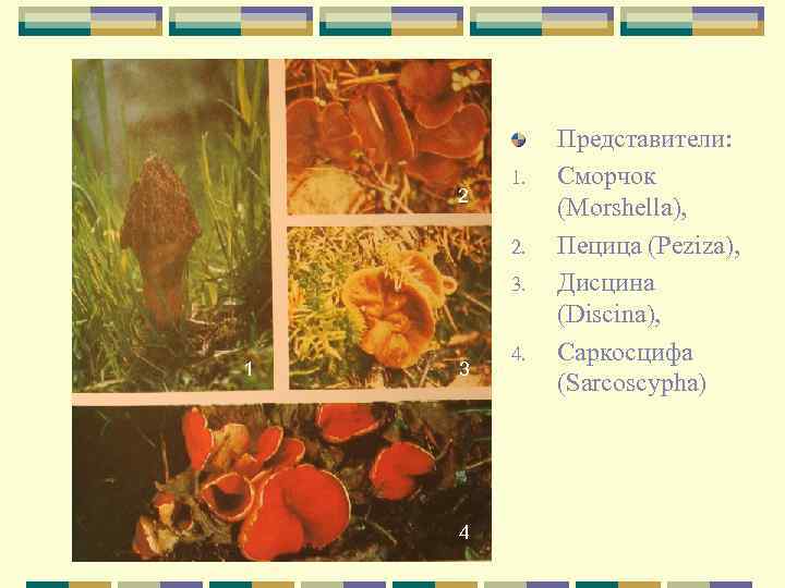2 1. 2. 3. 1 3 4 4. Представители: Сморчок (Morshella), Пецица (Peziza), Дисцина