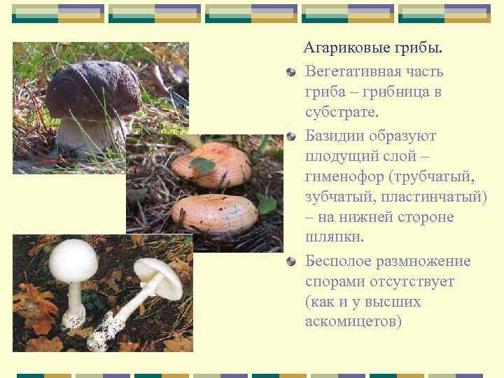 Агариковые грибы. Вегетативная часть гриба – грибница в субстрате. Базидии образуют плодущий слой –