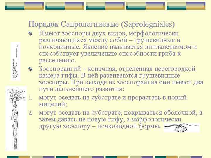 Порядок Сапролегниевые (Saprolegniales) 1. 2. Имеют зооспоры двух видов, морфологически различающихся между собой –
