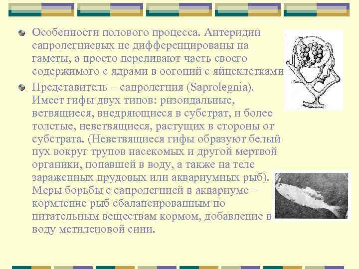 Особенности полового процесса. Антеридии сапролегниевых не дифференцированы на гаметы, а просто переливают часть своего