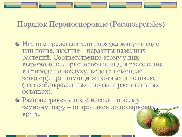 Порядок Пероноспоровые (Peronosporales) Низшие представители порядка живут в воде или почве, высшие – паразиты