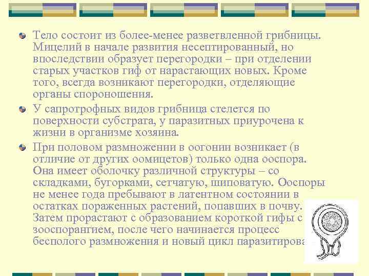 Тело состоит из более-менее разветвленной грибницы. Мицелий в начале развития несептированный, но впоследствии образует