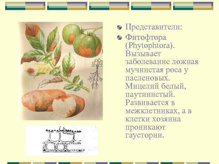 Представители: Фитофтора (Phytophtora). Вызывает заболевание ложная мучнистая роса у пасленовых. Мицелий белый, паутинистый. Развивается