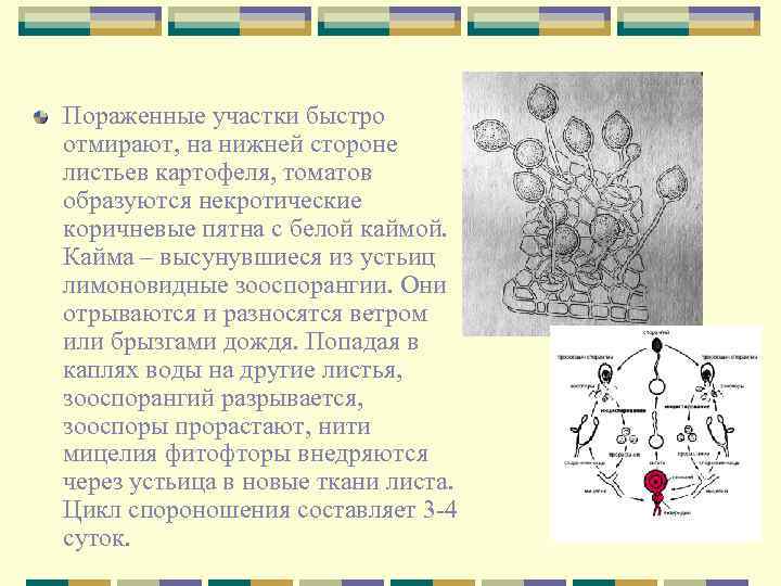 Пораженные участки быстро отмирают, на нижней стороне листьев картофеля, томатов образуются некротические коричневые пятна