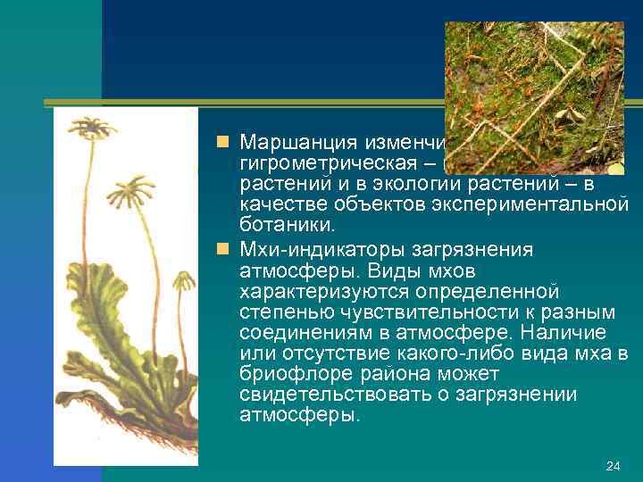 n Маршанция изменчивая и фунария гигрометрическая – в физиологии растений и в экологии растений