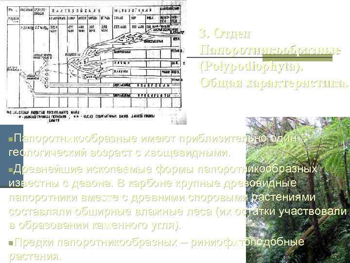 3. Отдел Папоротникообразные (Polypodiophyta). Общая характеристика. Папоротникообразные имеют приблизительно один геологический возраст с хвощевидными.