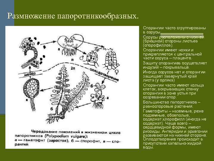 Размножение папоротникообразных. § Спорангии часто сгруппированы в сорусы. § Сорусы расположены с нижней (брюшной)