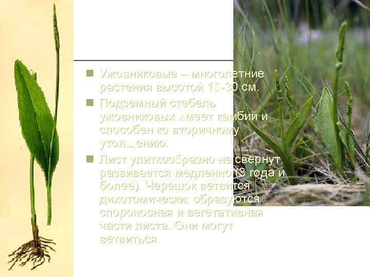 n Ужовниковые – многолетние растения высотой 10 -30 см. n Подземный стебель ужовниковых имеет