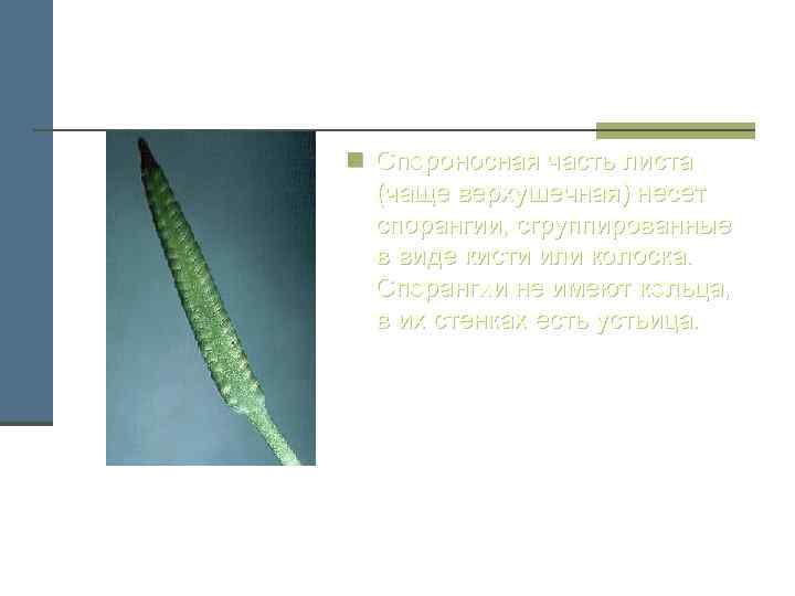 n Спороносная часть листа (чаще верхушечная) несет спорангии, сгруппированные в виде кисти или колоска.