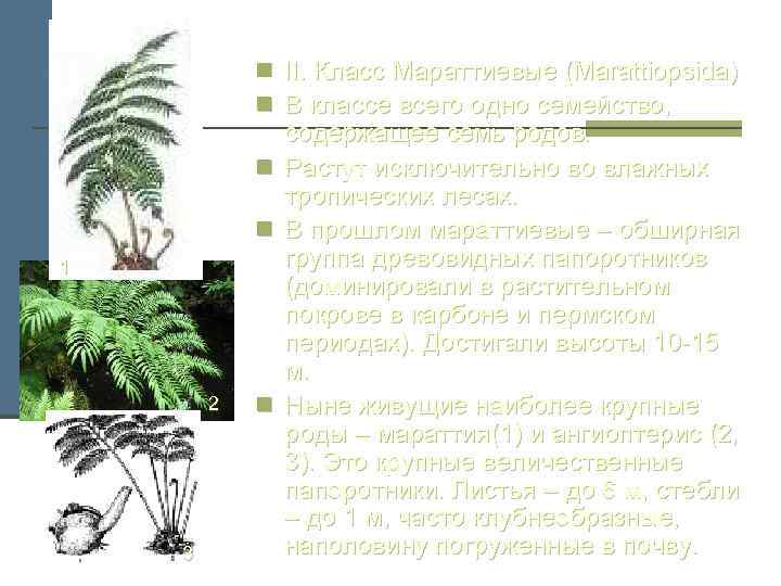 n II. Класс Мараттиевые (Marattiopsida) n В классе всего одно семейство, n n 1