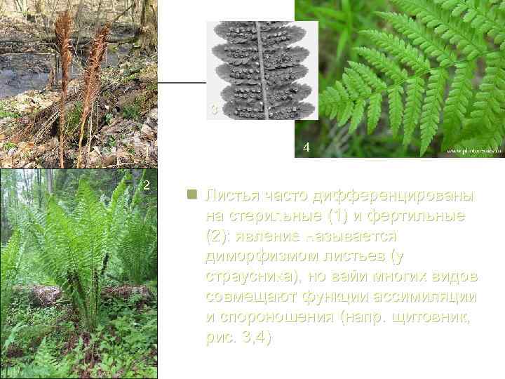 3 1 2 4 n Листья часто дифференцированы на стерильные (1) и фертильные (2):