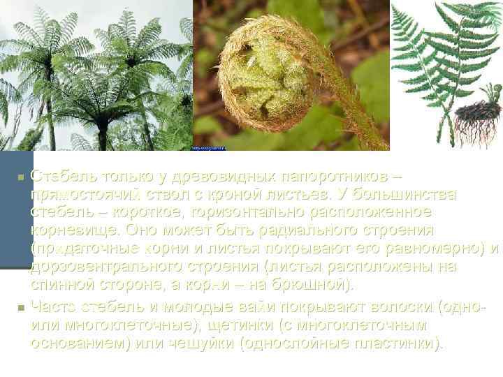 n n Стебель только у древовидных папоротников – прямостоячий ствол с кроной листьев. У