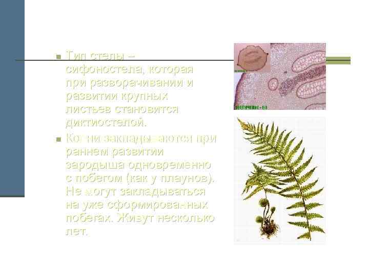 n n Тип стелы – сифоностела, которая при разворачивании и развитии крупных листьев становится