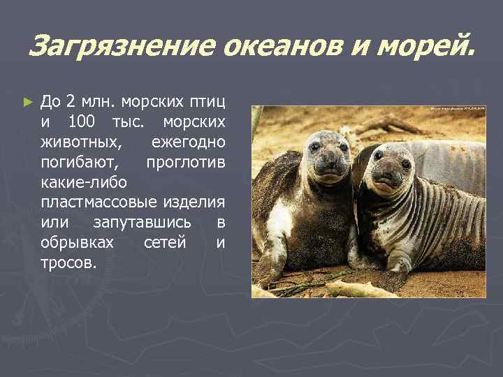 Загрязнение океанов и морей. ► До 2 млн. морских птиц и 100 тыс. морских