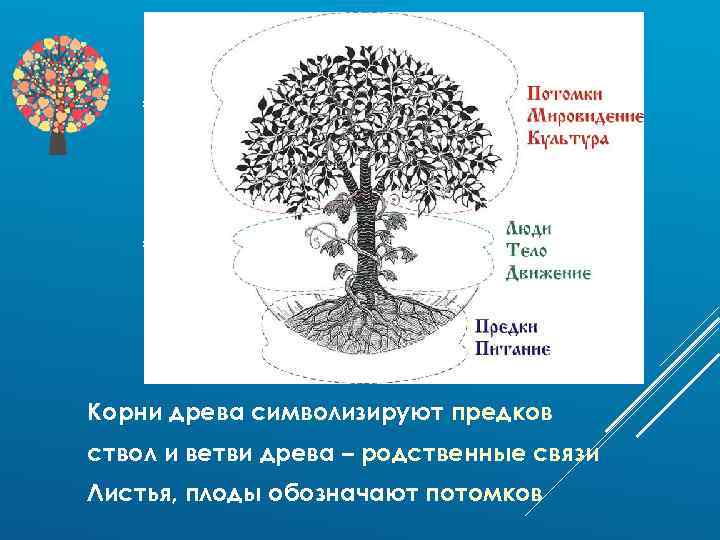 Корни древа символизируют предков ствол и ветви древа – родственные связи Листья, плоды обозначают