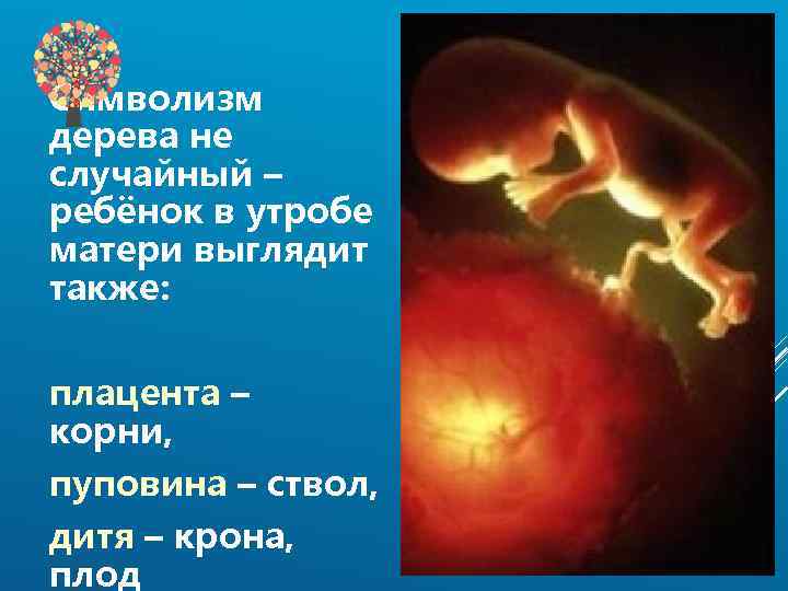 Символизм дерева не случайный – ребёнок в утробе матери выглядит также: плацента – корни,