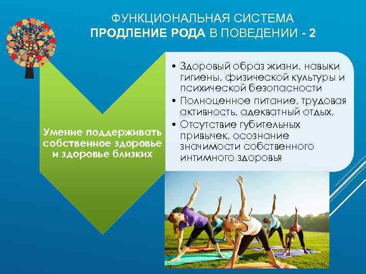 ФУНКЦИОНАЛЬНАЯ СИСТЕМА ПРОДЛЕНИЕ РОДА В ПОВЕДЕНИИ - 2 • Здоровый образ жизни, навыки гигиены,