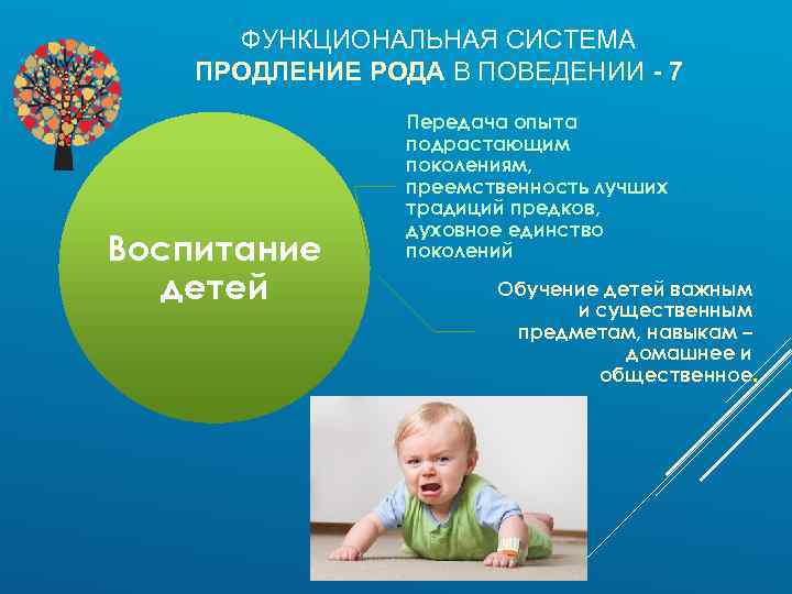 ФУНКЦИОНАЛЬНАЯ СИСТЕМА ПРОДЛЕНИЕ РОДА В ПОВЕДЕНИИ - 7 Воспитание детей Передача опыта подрастающим поколениям,