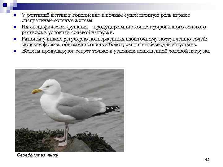 n n У рептилий и птиц в дополнение к почкам существенную роль играют специальные