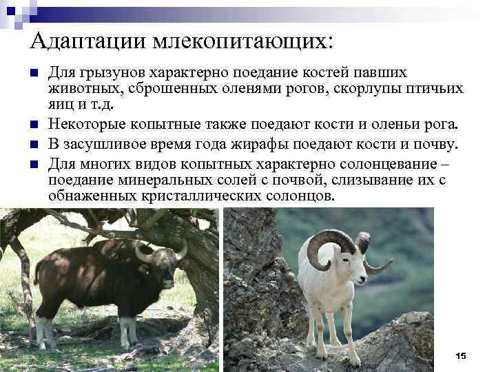 Адаптации млекопитающих: n n Для грызунов характерно поедание костей павших животных, сброшенных оленями рогов,