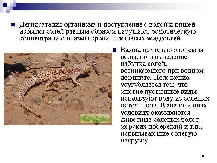 n Дегидратация организма и поступление с водой и пищей избытка солей равным образом нарушают