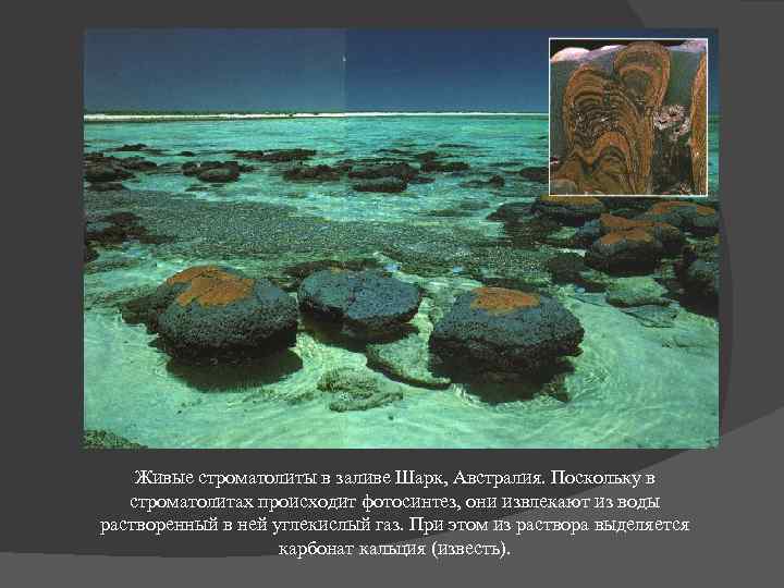 Живые строматолиты в заливе Шарк, Австралия. Поскольку в строматолитах происходит фотосинтез, они извлекают из