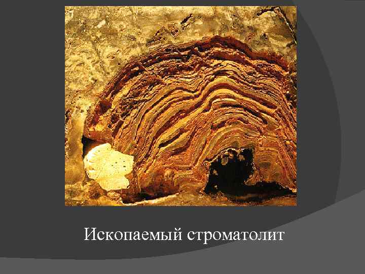 Ископаемый строматолит 