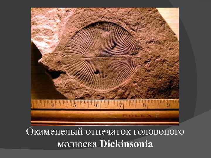 Окаменелый отпечаток головоного молюска Dickinsonia 