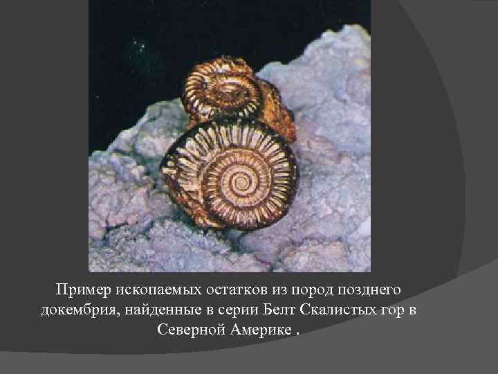 Пример ископаемых остатков из пород позднего докембрия, найденные в серии Белт Скалистых гор в