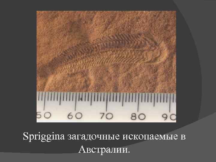 Spriggina загадочные ископаемые в Австралии. 