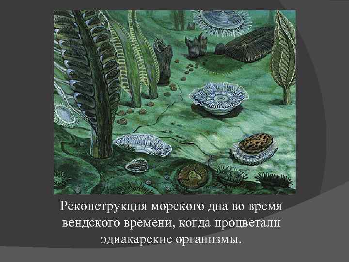 Реконструкция морского дна во время вендского времени, когда процветали эдиакарские организмы. 