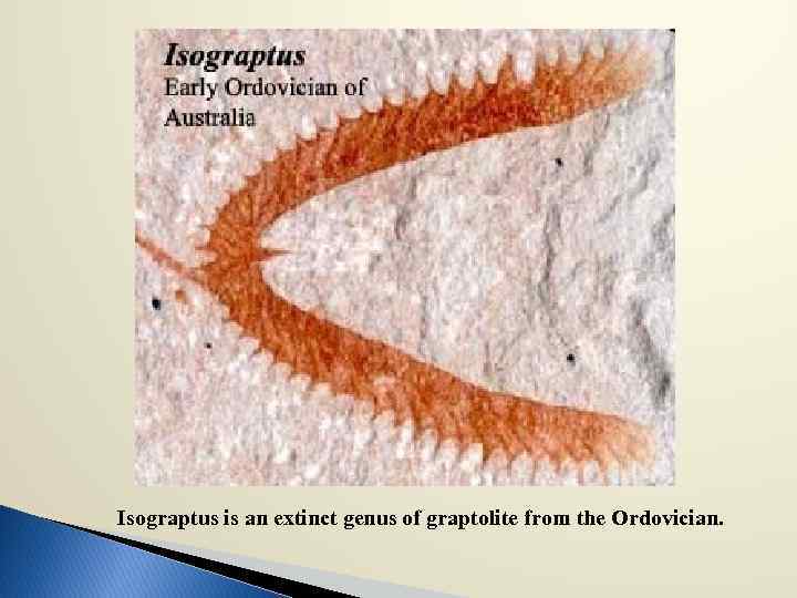 Isograptus is an extinct genus of graptolite from the Ordovician. 